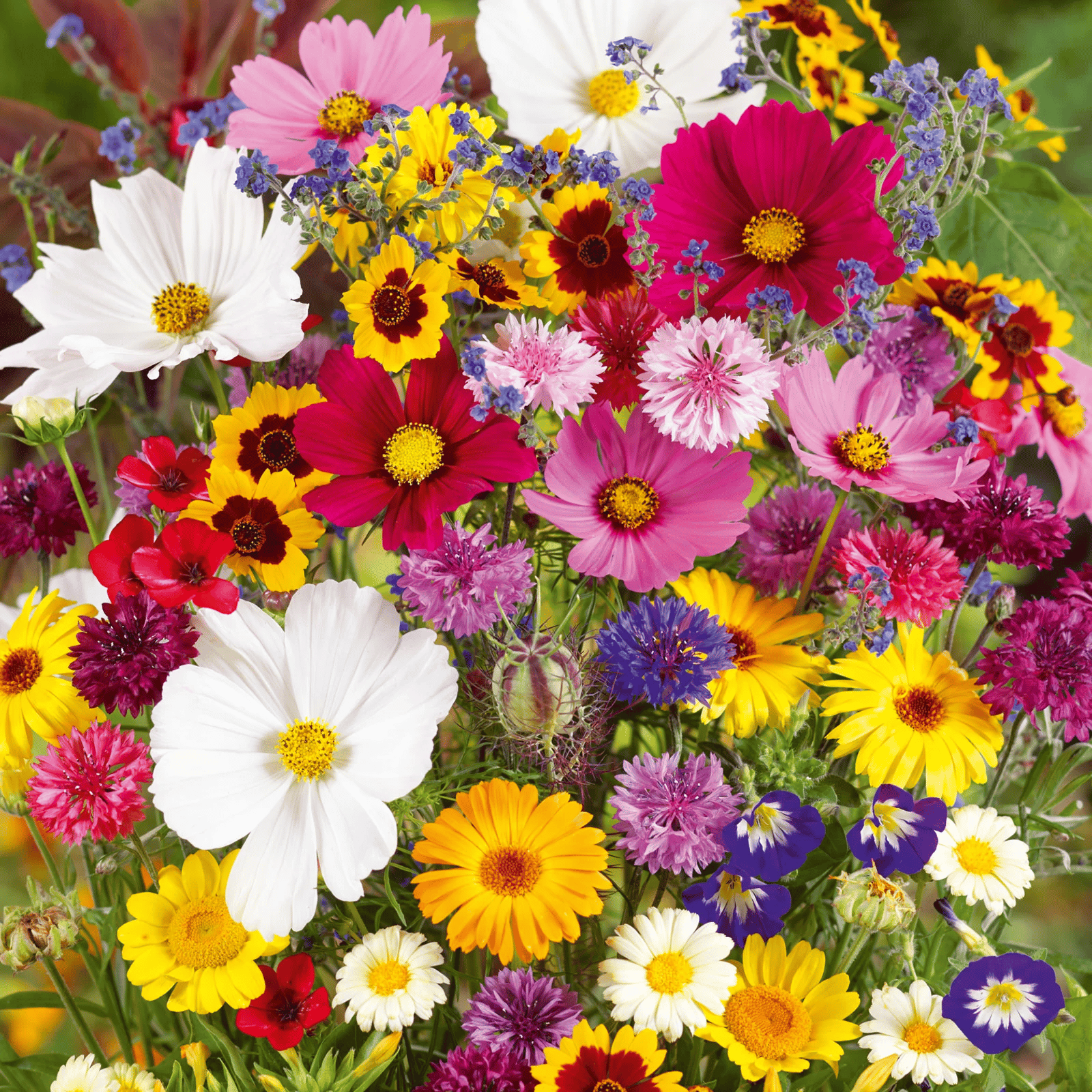 NordicBloom™ – Farverigt Blomstermix med over 60 Sorter (1000 stk.)