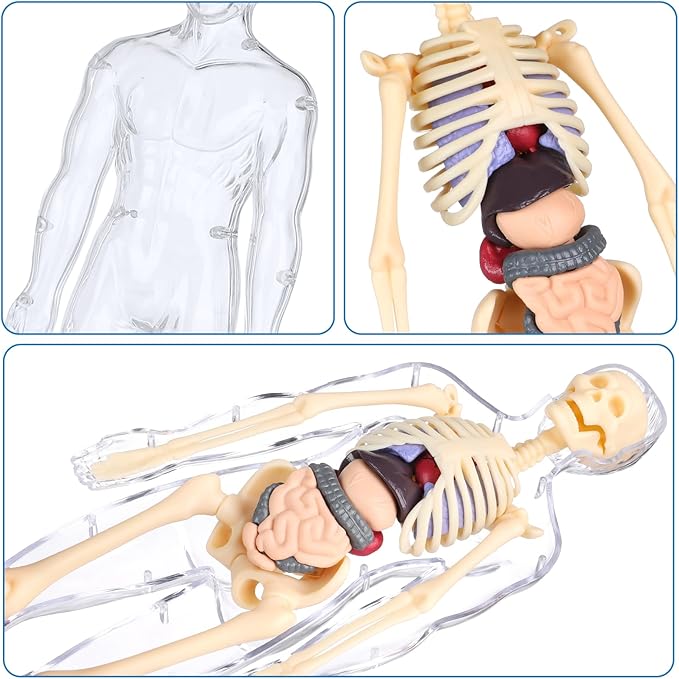 BodyQuest® - Læringsmodel af menneskekroppen til børn