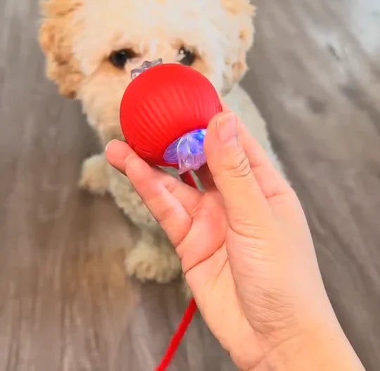 PoteBold™ | Interaktiv legebold til hunde og katte